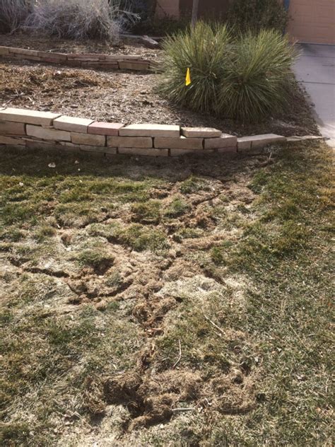 Prevent and Repair Vole Damage in Your Colorado Lawn