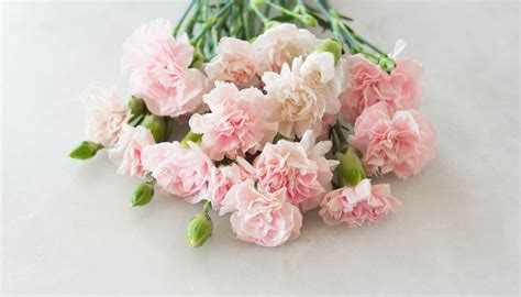 Meaning of Carnation Colors | Garden Guides