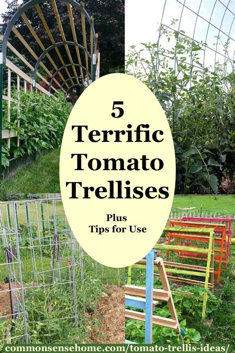 5+ Terrific Tomato Trellis Ideas for Easy Harvesting