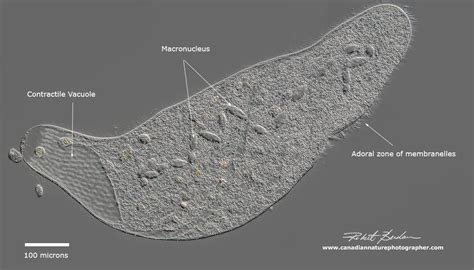 Photographing Ciliates - The Canadian Nature Photographer