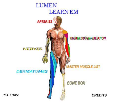 LUMEN Learn Them