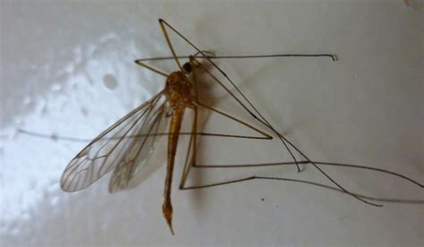 Crane Fly falsly accused of nasty sting - What's That Bug?