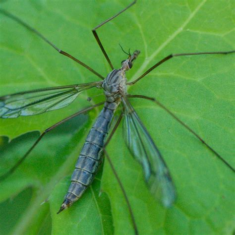 What's Up With All the Crane Flies? | University of Arizona News