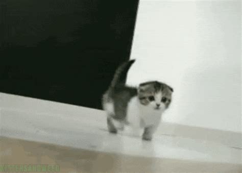 Munchkin Cat GIFs - Find & Share on GIPHY