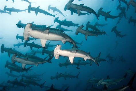 12 Fascinating Hammerhead Shark Facts