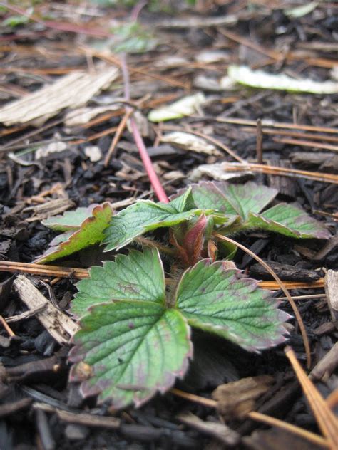 Living on a Finite Planet: Plant Propagation -- Week 5 -- Strawberries