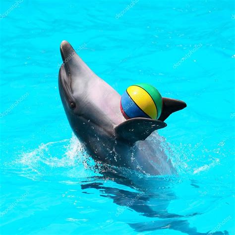 Dolphins playing in the blue water with balls — Stock Photo © ALesik #28130067