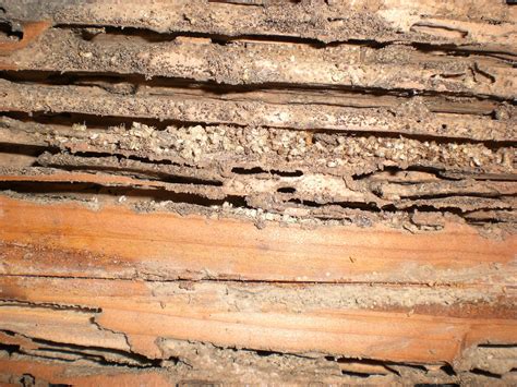 Termites: Swarms, identification and prevention - HomeTeam Pest Defense