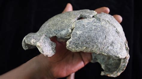 New Homo erectus Fossils Hint at Diverse Tool Use – Popular Archeology