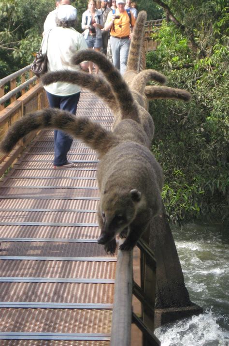 The Gill Family: Iguazu Falls - Wildlife