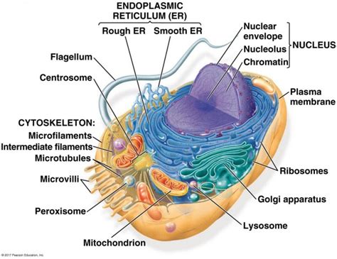 Animal Cell Labeled Diagram