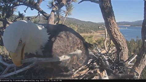 Watch Live: Big Bear Bald Eagle nest camera - KESQ