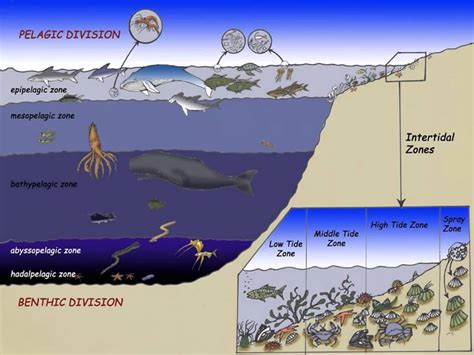 Ocean Zones Diagram