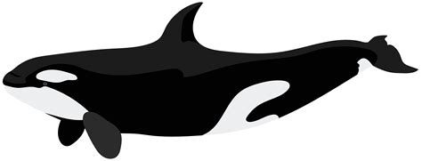 Orca PNG Clip Art Image | Gallery Yopriceville - High-Quality Free Images and Transparent PNG ...