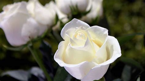 El significado de las rosas blancas, el lenguaje de las flores