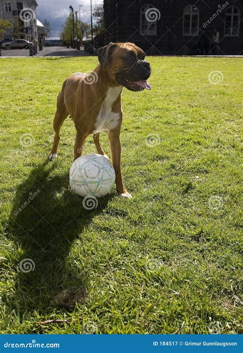 Dog Playing Soccer Royalty Free Stock Photography - Image: 184517