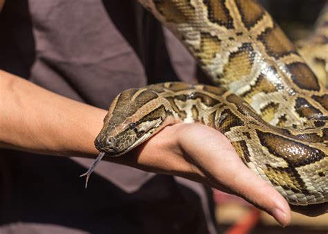 How Long Does A Burmese Python Live? - ReptileStartUp.com