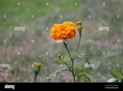 A Mexican marigold flower native to Mexico Stock Photo - Alamy