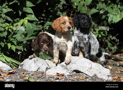 Dog Brittany Spaniel / Epagneul breton three puppies different colors standing on the rocks ...