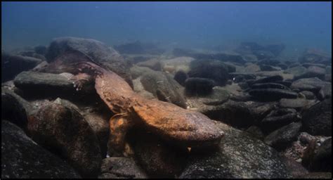 The Eastern Hellbender: Facts and Recovery Information