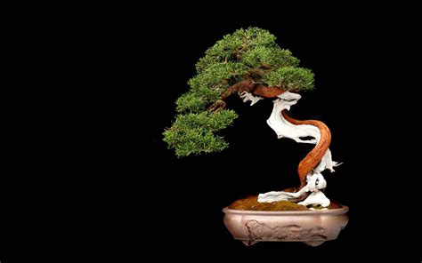 [100+] Bonsai Wallpapers | Wallpapers.com