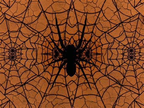 Spider Web Background Free Stock Photo - Public Domain Pictures