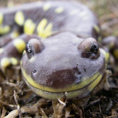 Tiger Salamander Habitat