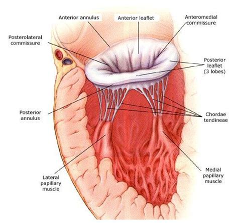 Mitral Valve Annulus Anatomy, Structure & Pictures