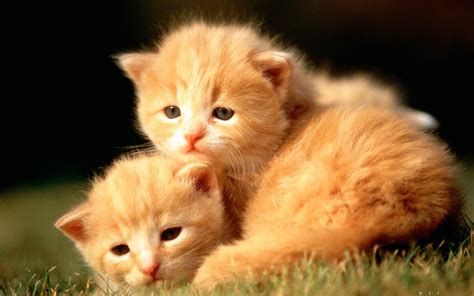 Baby Animals Wallpapers - Wallpaper Cave