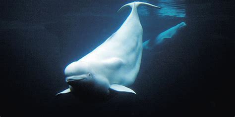 Cook Inlet Beluga Whale - Marine Mammal Commission