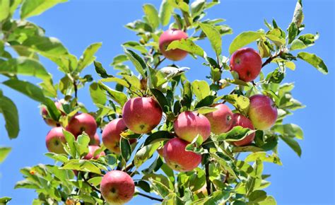 Aphids on apple trees - How can i fight them? aphids.co.uk