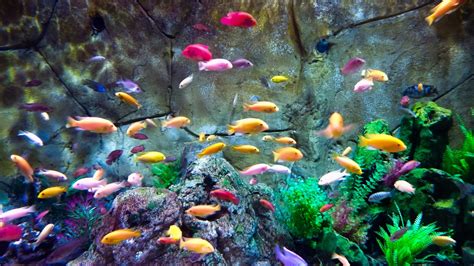 Small Red Freshwater Aquarium Fish - 10 Best Aquarium Fish For Beginners | Bodyfowasuse