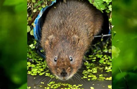 Vole - Description, Habitat, Image, Diet, and Interesting Facts