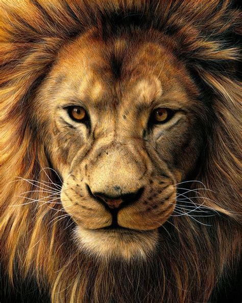 Realistic Lion Portrait Drawing