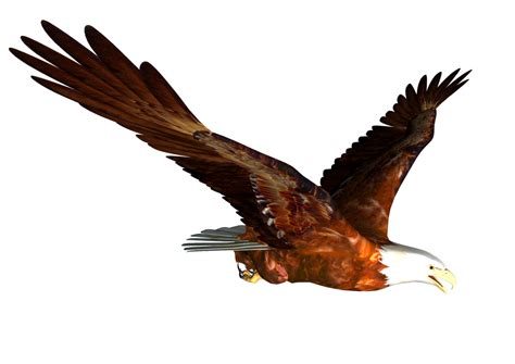 Picture Of Eagle Soaring - ClipArt Best