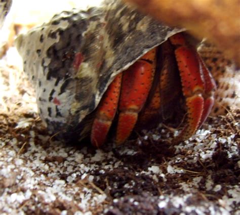 How to Choose Hermit Crab Shells: The Best Sizes and Shapes | PetHelpful