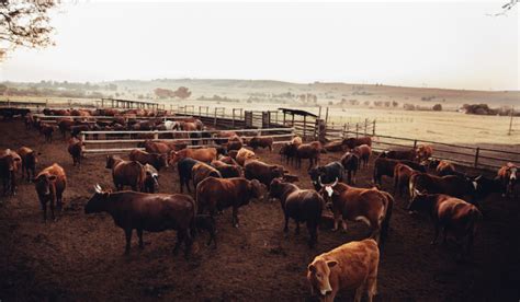 Cow Meat Production with Costs and Breakdown - Farmhouse Guide