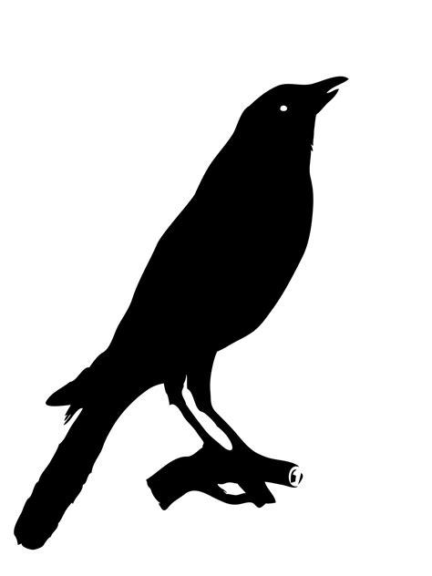 Crow,bird,animal,black,silhouette - free image from needpix.com