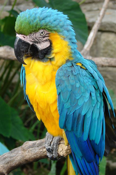 Blue Yellow Macaw