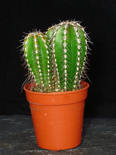 MIX EVERGREEN RARE UNUSUAL SHAPE MINI ORNAMENTAL INDOOR CACTUS PLANT IN 7CM POT | eBay