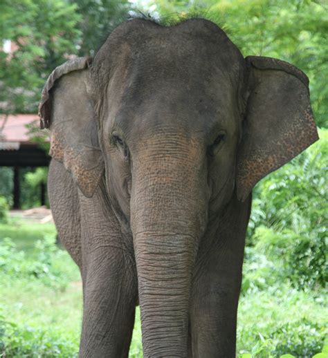 Asian Elephant Conservation | Elephant Sanctuaries | Globalteer