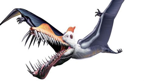 Kids News: Paleontologists discover new pterosaur species Caelestiventus hanseni at Saints and ...