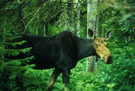 Free picture: moose, forest