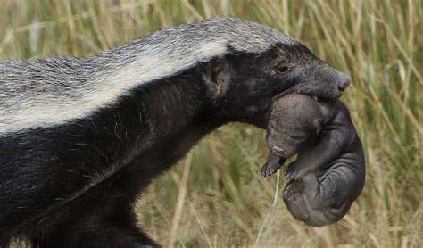 Honey Badger Facts (Mellivora capensis)