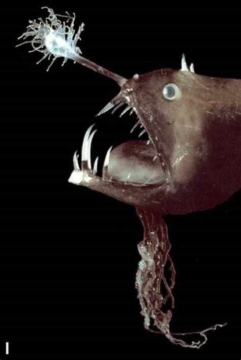 Lure attracts prey : Anglerfishes - AskNature