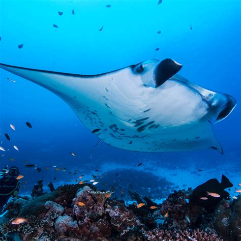 Reef manta rays may promote the growth of coral reefs in Seychelles - Save Our Seas Foundation