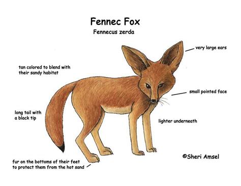 Fennec Fox - Environmental adaptations