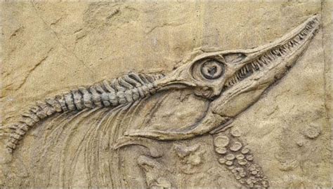 Fossils of 'iridescent' dinosaurs with rainbow feathers discovered ...