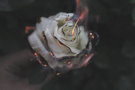 Rose Fire Photography Smoke, HD Flowers, 4k Wallpapers, Images ...