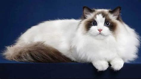 Mèo Ragdoll – Nguồn gốc, đặc điểm, cách chăm sóc và giá mèo Ragdoll ...